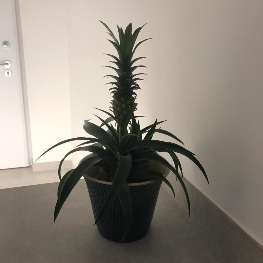 Millie'S Place 索伦托 外观 照片